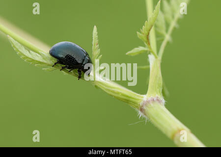 A pretty Chrysolina oricalcia Beetle perching on the stem of a Cow Parsley plant. Stock Photo