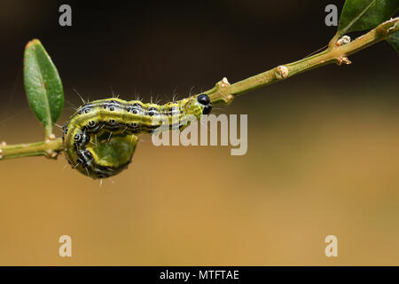 A pretty Box Tree moth Caterpillar (Cydalima perspectalis) feeding on a box bush in the UK. Stock Photo