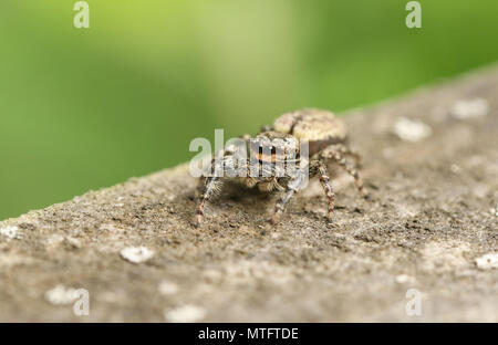 A cute Fence-Post Jumping Spider (Marpissa muscosa) on a wooden fence hunting for insects. Stock Photo