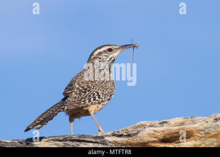 A cactus wren preying on a damsel fly in the Sonoran Desert of Arizona, USA.