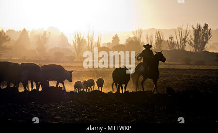 A MEXICAN CABALLERO herds sheep and cattle at day break - SAN MIGUEL DE ALLENDE, CALIFORNIA Stock Photo
