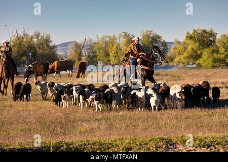 A MEXICAN CABALLERO herds sheep and cattle at day break - SAN MIGUEL DE ALLENDE, MEXICO Stock Photo