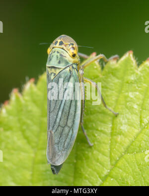Green Leaf-hopper (Cicadella viridis) perched on leaf. Tipperary, Ireland Stock Photo