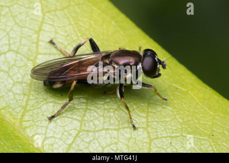 Hoverfly (Xylota segnis) resting on Rhododendron leaf. Tipperary, Ireland Stock Photo
