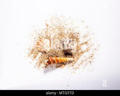 Sea shells on Isolated on white background Stock Photo