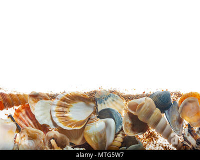 Sea shells on Isolated on white background Stock Photo