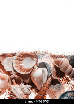 Sea shells on Isolated on white background Stock Photo