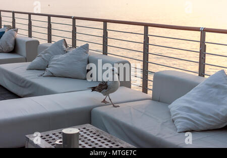 seagull on terrace watching sunset Stock Photo