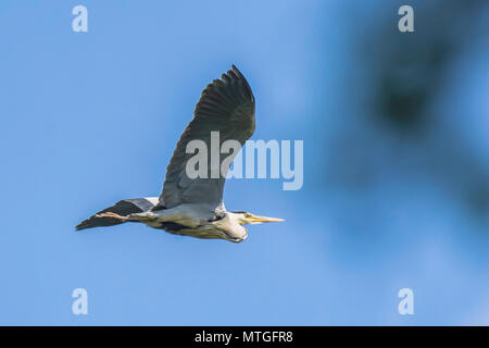 Ardea cinerea, Grey heron in flight.Stunning british wildlife.Nature Uk.Natural world conservation.Large bird flying above lake to find nesting place. Stock Photo