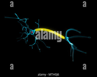 Neuron anatomy 3d Illustration, isolated black background. Stock Photo