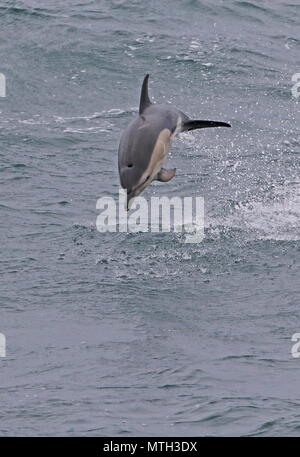 Short-beaked Common Dolphin (Delphinus delphis delphis) adult jumping out of water  Bay of Biscay, Atlantic Ocean        May Stock Photo