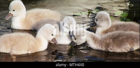 Two day old baby Mute Swans having their first swim Stock Photo