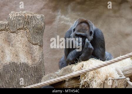 Single black gorilla in dry habitat scratching head Stock Photo