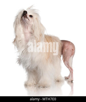 Chinese-Crested Hairless dog standing in front of white background, studio shot Stock Photo