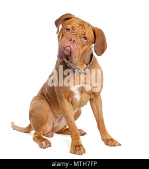 Mastiff (15 months old) in front of a white background Stock Photo