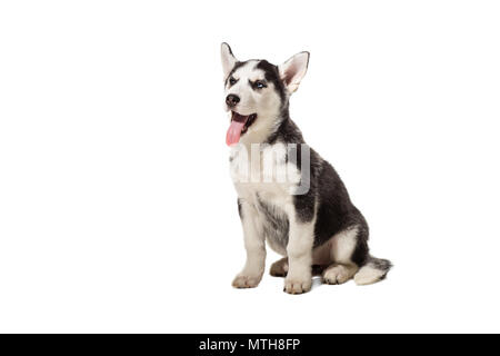 Puppy Siberian husky black and white with blue eyes on white background Stock Photo