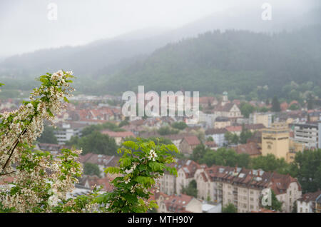 City of freiburg with misty and hazy low hanging cloud with focus on plant in foreground Stock Photo