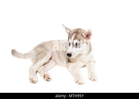 Puppy Siberian husky black and white with blue eyes on white background Stock Photo