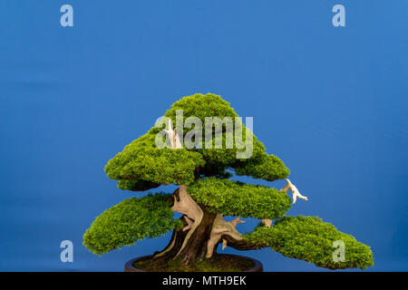 Bonsai tree. Chinese juniper Juniperus chinensis 'itoigawa' driftwood style. Stock Photo