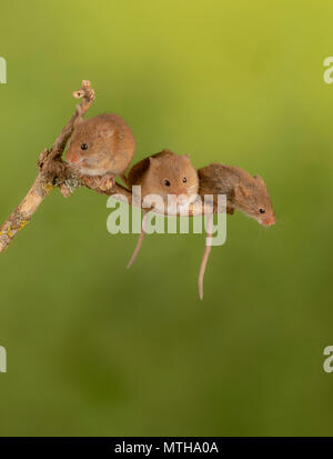 Trio of cure harvest mice sitting on a branch Stock Photo