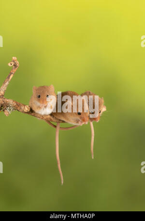 Trio of cure harvest mice sitting on a branch Stock Photo