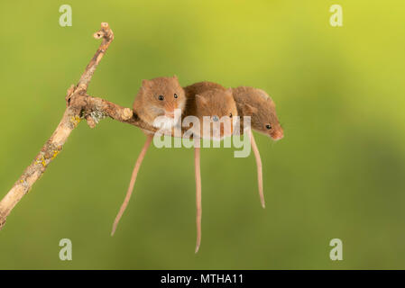 Trio of cure harvest mice sitting on a branch Stock Photo