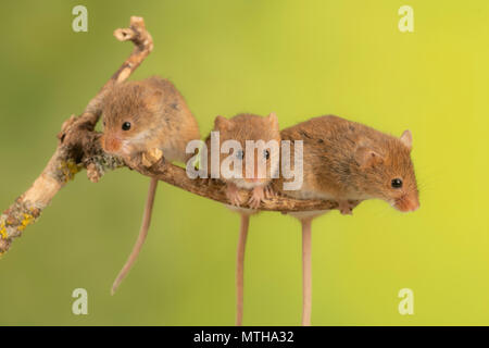 Trio of cure harvest mice sitting on a branch Stock Photo