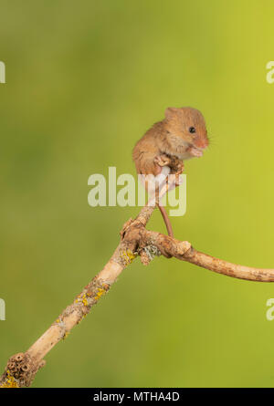 harvest mouse climbing in a studio set up Stock Photo