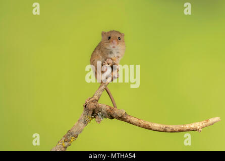 harvest mouse climbing in a studio set up Stock Photo