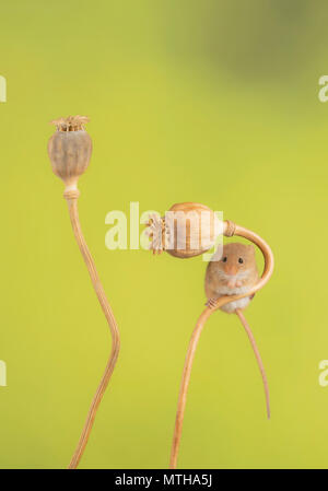 harvest mouse climbing in a studio set up Stock Photo