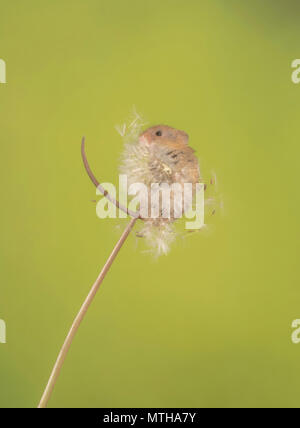 A harvest mouse climbing on and eating a dandelion Stock Photo