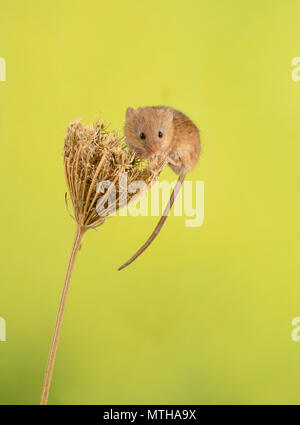 harvest mouse climbing in a studio set up