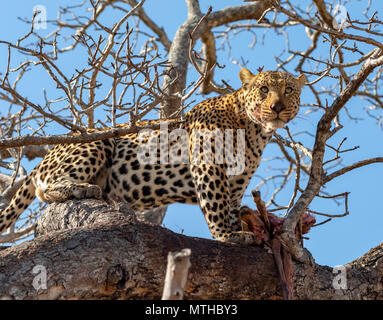 A male African Leopard surveying the landscape from a high bow in a tree, while guarding the remains of an Impala