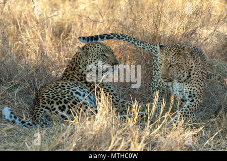 A female Leopard tempting a male to continue mating Stock Photo