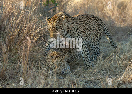 African Leopards mating in the shade of the tall savannah grass at Sabi Sand Game Reserve Stock Photo