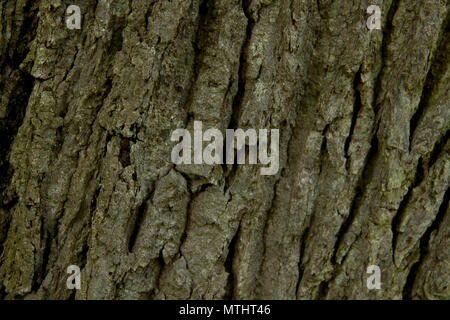 The texture of the bark in some trees, captured in a variety of locations including Upton Country Park, Durdle Door and Lulworth. Stock Photo