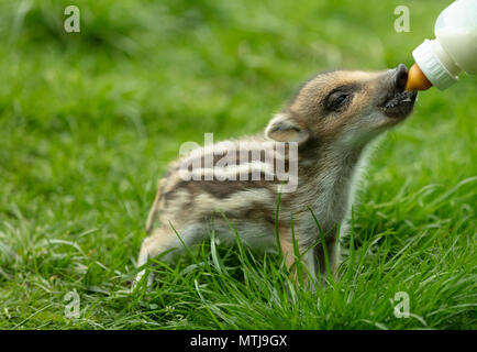 Baby wild boar being Bottle Fed on beautiful day in springtime Stock Photo