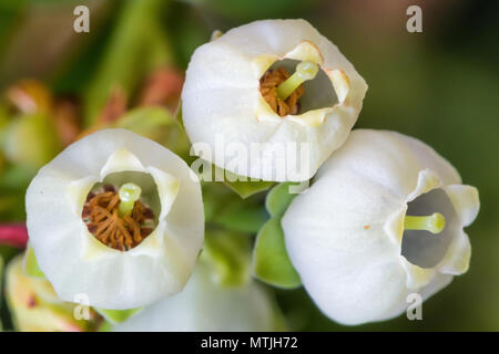 Macro shot of blueberry flowers blooming in the spring Stock Photo