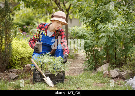 happy young woman gardener holding seedling of tomato in pot Stock Photo