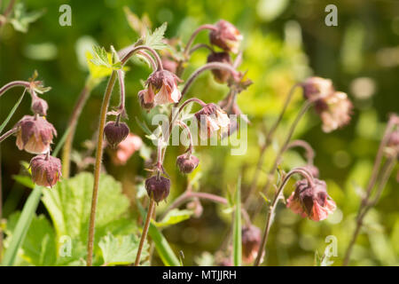 Water Avens, Geum rivale, Sussex, UK, May, wildlife pondplant Stock Photo