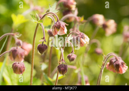 Water Avens, Geum rivale, Sussex, UK, May, wildlife pondplant Stock Photo