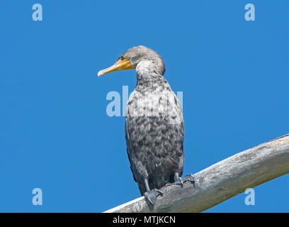 Immature Double Crested Cormorant in the Skokie Lagoons in Illinois Stock Photo