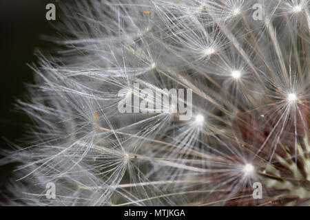 Macro shot of dandelion that went to seed Stock Photo