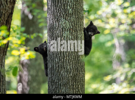 Black Bear Stock Photo