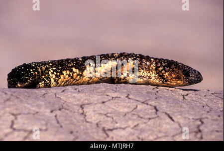 A SHINGLEBACK SKINK (TILIQUA RUGOSA) BASKING ON A ROCK IN THE NORTHERN TERRITORY, AUSTRALIA. Stock Photo