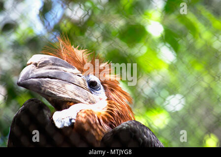 Female Black Casqued Hornbill Stock Photo