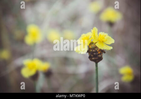Xyris yellow flowers In the meadow vintage style , daisy yellow flowers Stock Photo