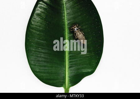 Dry and abandoned dragonfly cocoon sitting on green leaf on white background surface Stock Photo