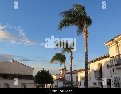 Three Tall palm trees against blue sky in Alora Andalusia Stock Photo