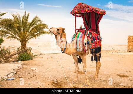 Tourist rides a camel  of a Bedouin man in the Judean Desert, Palestine, Israel. Stock Photo